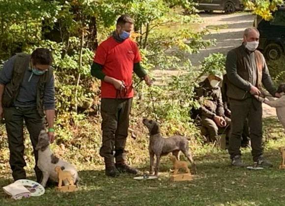 Bagno Di Romagna Torna Il Raduno Internazionale Dei Cani Lagotto