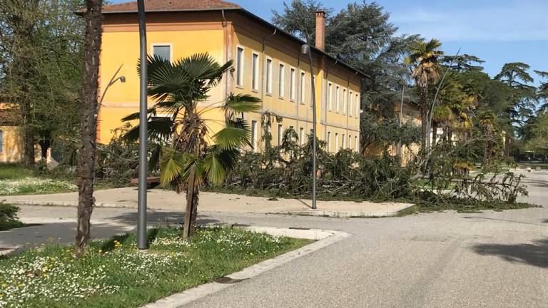 Imola Raffiche Di Vento Record E Decine Di Alberi Caduti