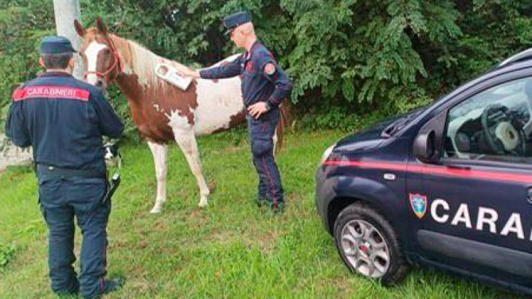 Predappio, tratta male il suo cavallo: scatta la multa di 3.100 euro