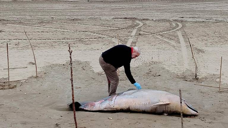 Rimini, giovane delfino trovato morto in spiaggia