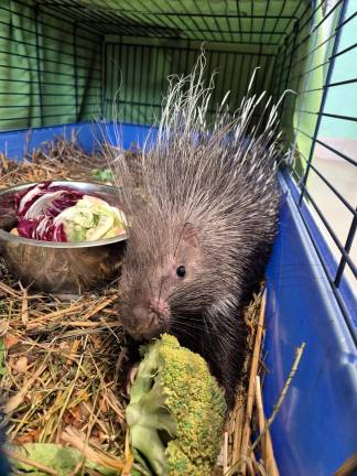 Dal piccolo tasso al cucciolo di istrice: una lunga storia di animali salvati per il Cras Rimini - Gallery