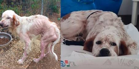 Rimini, il cane Lorenz era in condizioni disperate, ora è guarito e ha trovato una famiglia