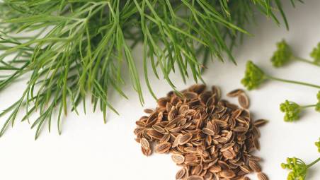 L’aneto, erba aromatica versatile dalle proprietà digestive e calmanti