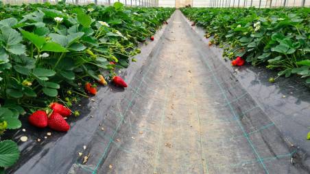 Fragole, il clima mutato fa anticipare il raccolto