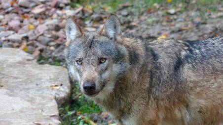 Longiano, un altro cane sbranato dai lupi: cresce la paura