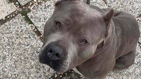 Rimini, X è malata ma ha trovato una famiglia: la favola di Natale di una tenera American Bully