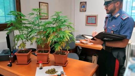 Imola, a 75 anni coltiva cannabis in casa a Casalfiumanese