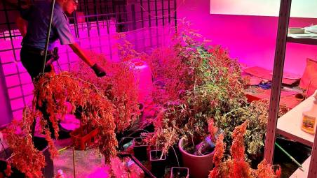 Faenza, nell’appartamento in centro una maxi-serra con 60 piante di marijuana: 39enne arrestato
