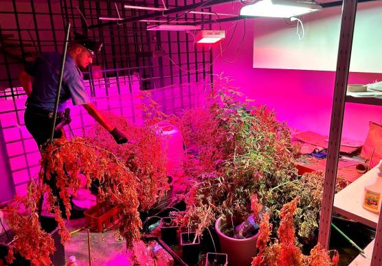 Faenza, nell’appartamento in centro una maxi-serra con 60 piante di marijuana: 39enne arrestato