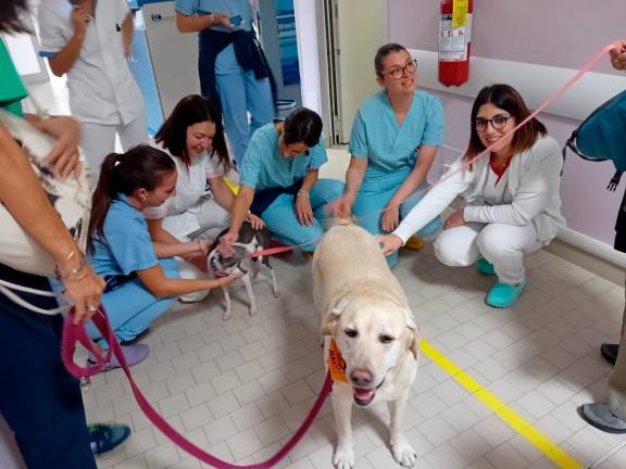 Forlì, quattro cani e un gatto a supporto delle pazienti oncologiche al “Morgagni Pierantoni”