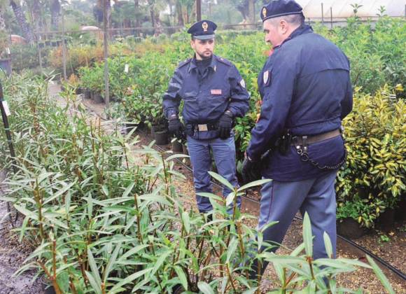 Operazione Evergreen, Smantellato Giro Di Droga Da Vent'anni Sulla Piazza