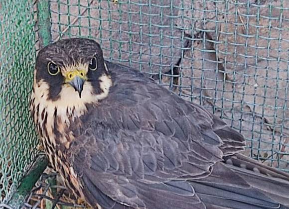 Misano. Cacciatore abbatte a fucilate un falco lodolaio, specie  particolarmente protetta