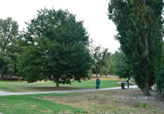 Forlì. Nuove risorse per il Verde pubblico