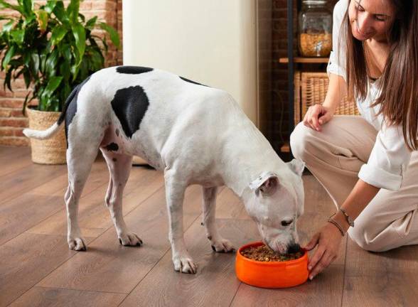 I benefici di una dieta sana e naturale per il tuo cane: quali sono