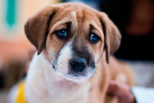 “Dimezzare la Tari a chi adotta un cane dal canile”: la proposta di Enpa Ravenna al Comune