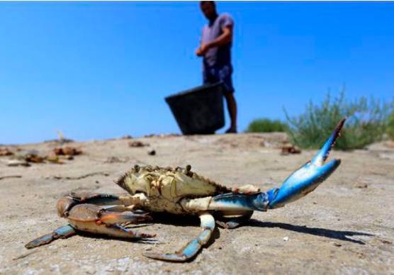 Granchio blu, il Commissario spiega il Piano di Intervento: «Campagna di cattura più incisiva e possiamo contenere la diffusione della specie»