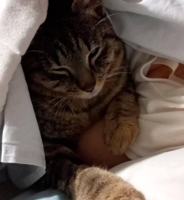 Rimini, la vittoria del gattile: Covi è sopravvissuto a un incidente stradale e ora ha trovato una famiglia