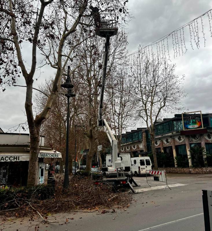 Cesenatico, piano potature: oltre 100 pini “alleggeriti” tra viale Carducci e viale Roma