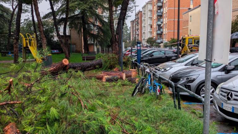 A sinistra quel che resta del pino crollato sull’auto