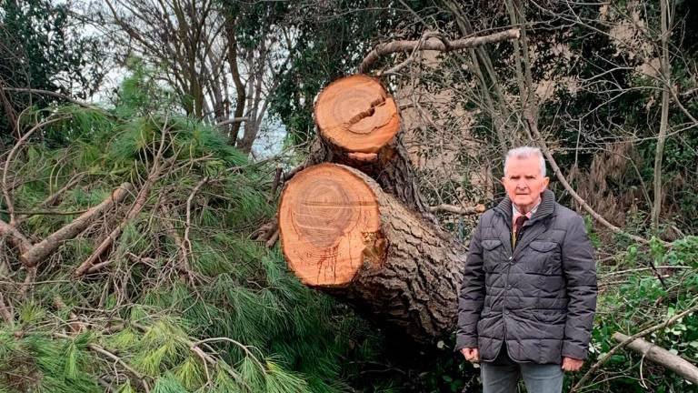 Pini troppo pericolosi in tutti i comuni del Rubicone: “Spostiamoli nei parchi e sostituiamoli con altre piante”