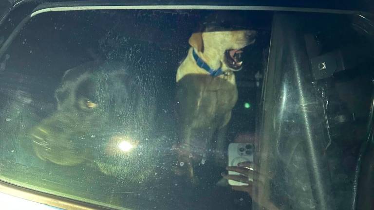 Forlì, due labrador scappano nella notte: la Polizia li scopre in mezzo alla strada e li mette in salvo