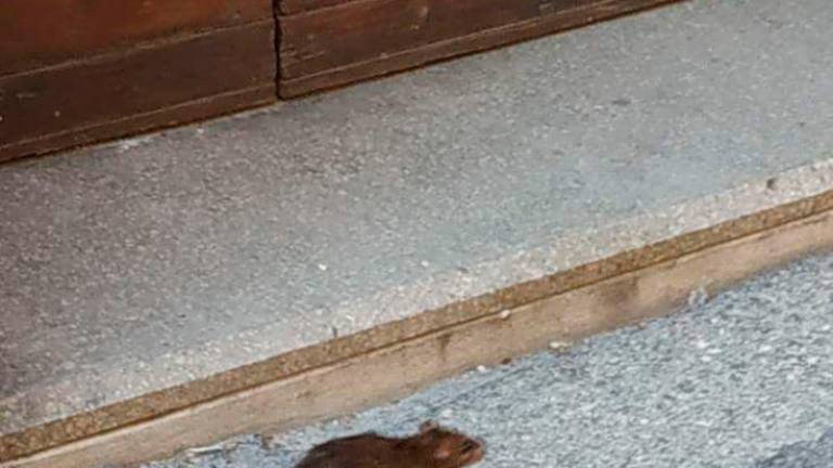 Ravenna, invasione di ratti con il porta a porta. «Attirati dai rifiuti anche di giorno»