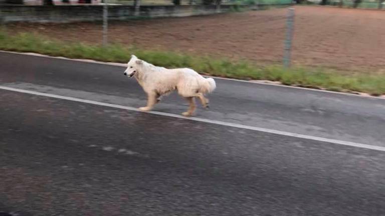 Un esemplare di maremmano per strada