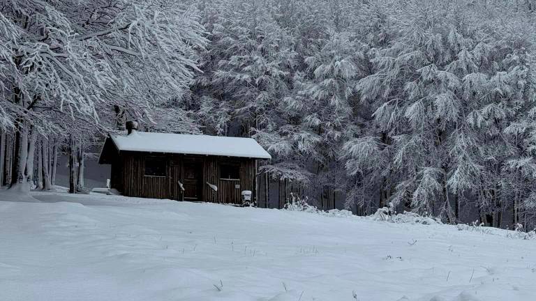 Il Monte Falco a Campigna (foto e video pagina Fb Foreste Casentinesi)