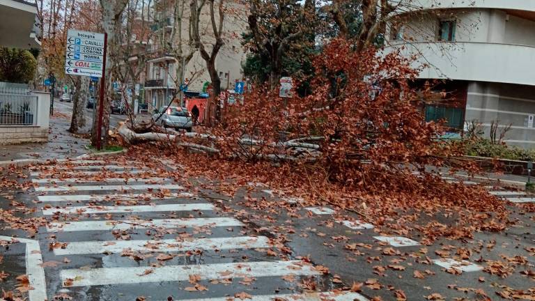 La pianta caduta ieri a Cattolica