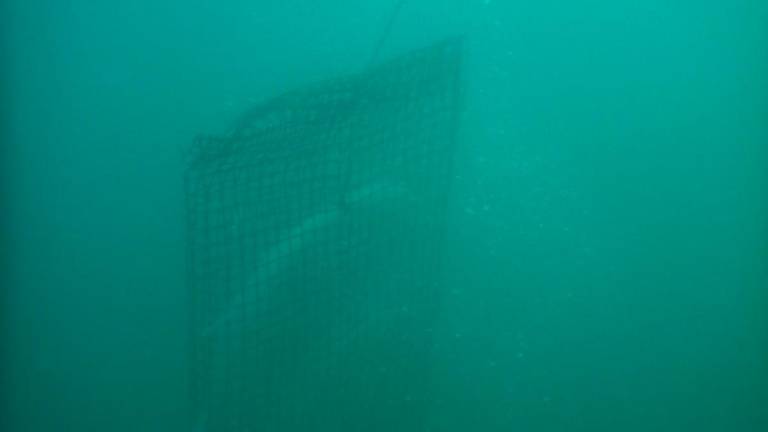 Ostrica piatta, da Riccione a Casteldimezzo in Adriatico si ricostruiscono i reef GALLERY