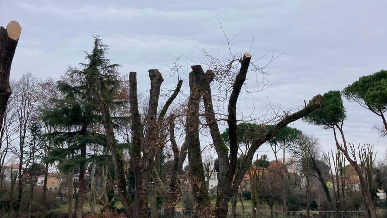 Forlì, protesta per gli alberi tagliati al Ronco Lido FOTOGALLERY