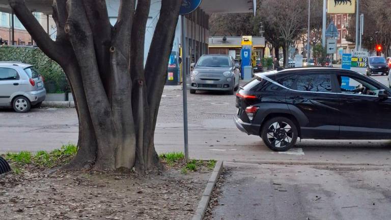 Il cartello stradale oscurato dal tronco lungo viale delle Ceramiche a Faenza