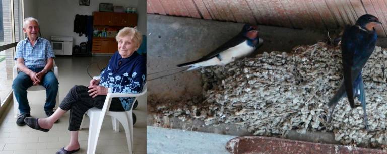 Aldo, 78 anni, con la mamma Maria Marcaccini, 97 anni, e un nido di rondine