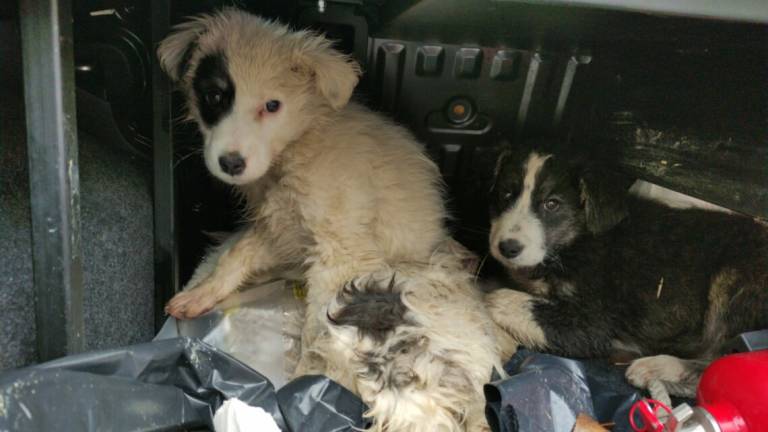 Quattro cuccioli tra i rovi salvati a Casola Valsenio