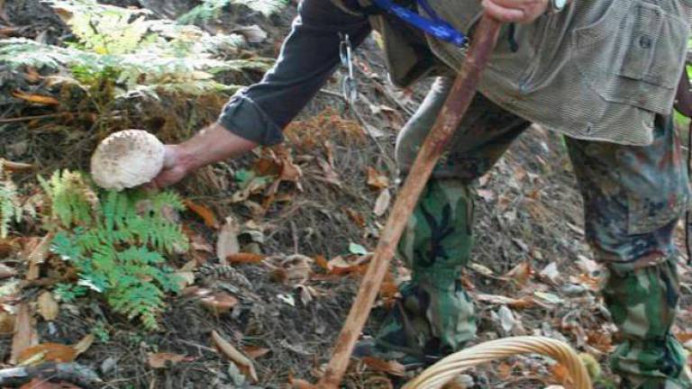 Rimini, già 12 intossicati con i funghi. L’esperto: “Attenzione, fateli sempre controllare”