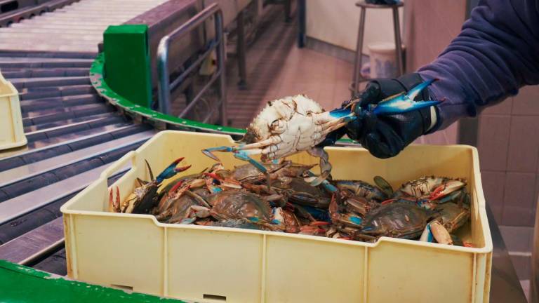 Rimini, dal faro ai cantieri, dal mercato del pesce alle simulazioni: ecco la Giornata del Mare VIDEO GALLERY