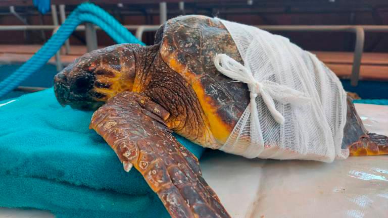 Cenere durante le cure a Marina di Ravenna dopo le ferite al carapace