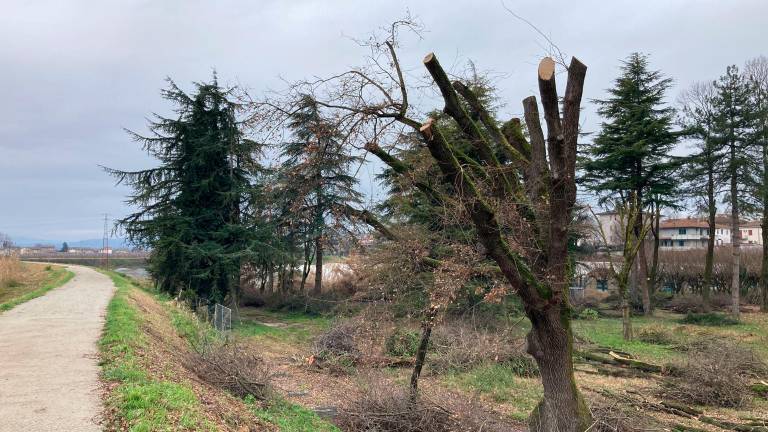 Forlì, protesta per gli alberi tagliati al Ronco Lido FOTOGALLERY