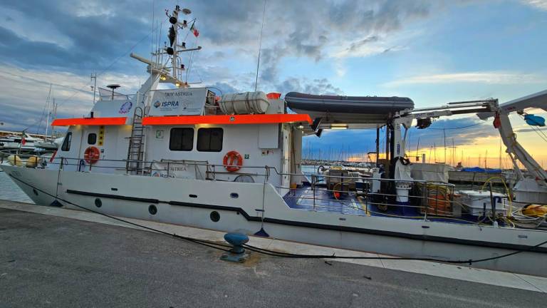 Ostrica piatta, da Riccione a Casteldimezzo in Adriatico si ricostruiscono i reef GALLERY