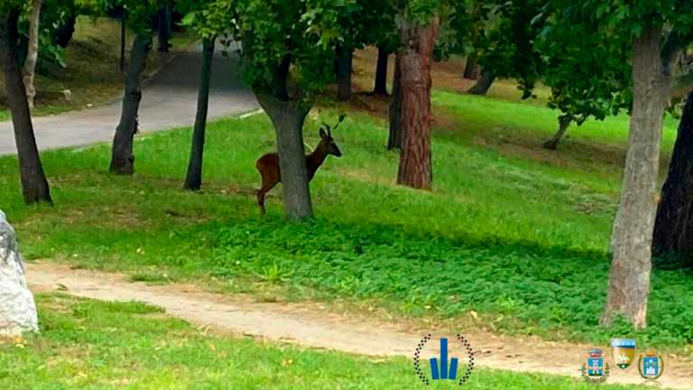 Riccione, il capriolo è uccel di bosco e “trasloca” dal parco, la sindaca toglie i divieti