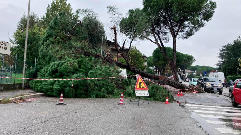 L’albero caduto l’altro ieri