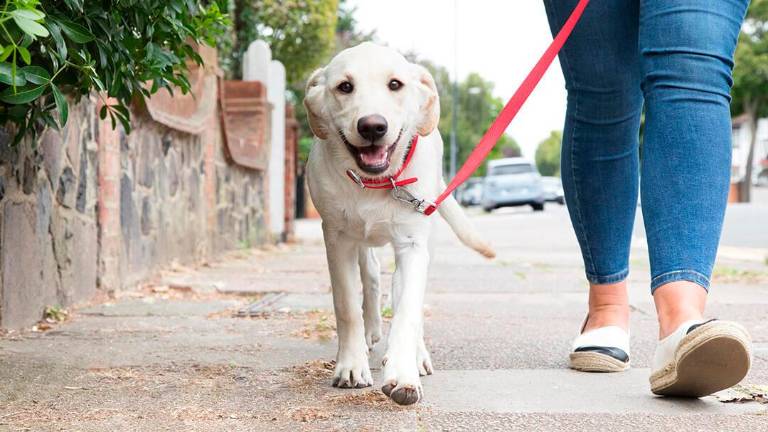 Per i cani è obbligatori il guinzaglio