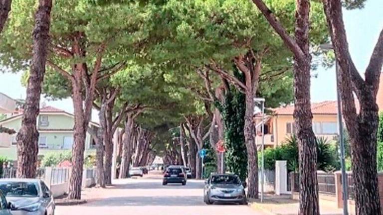 Cattolica, una petizione contro il taglio di 78 pini in via del Giglio