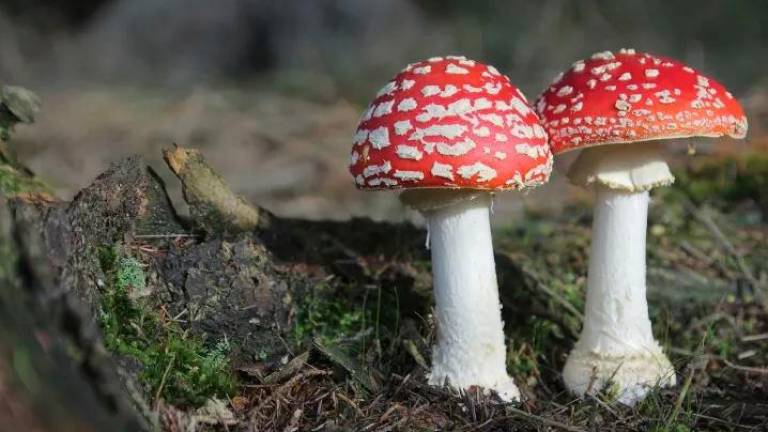 Funghi velenosi trovati nei giardini di Ravenna. Il Comune: “Non mangiateli”