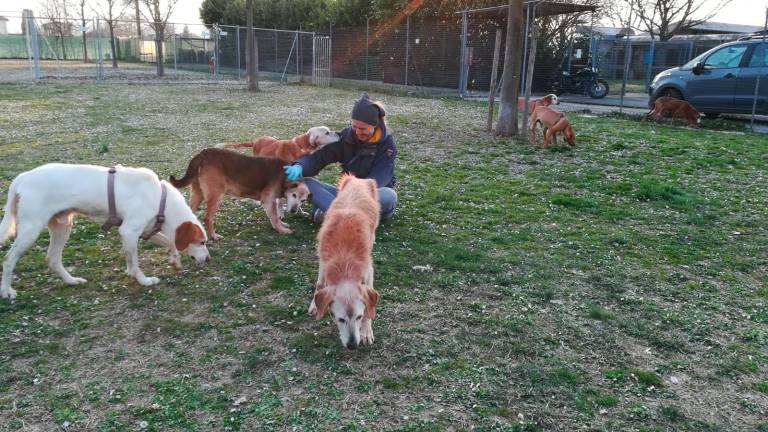 Forlì. Canile, in un anno adottati 55 cani. Sono ben 29 le rinunce di proprietà