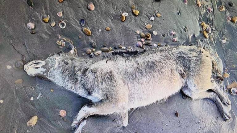 Trovata una carcassa di animale sulla spiaggia a Misano. Il sindaco: “Potrebbe trattarsi di uno sciacallo dorato”