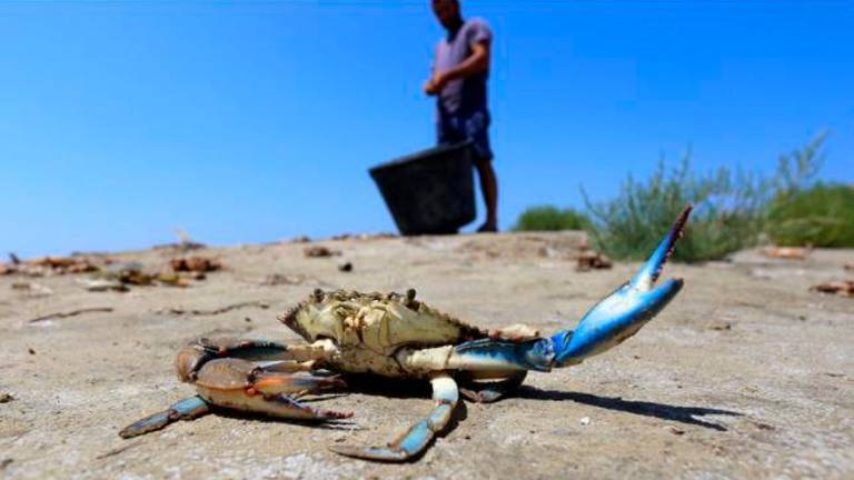 Granchio blu, il Commissario spiega il Piano di Intervento: «Campagna di cattura più incisiva e possiamo contenere la diffusione della specie»