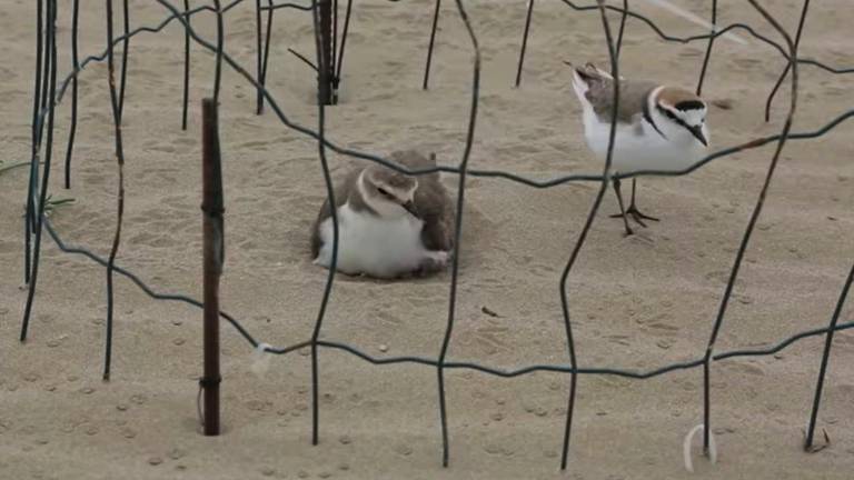 Le gabbie in spiaggia per proteggere la nascita dei fratini