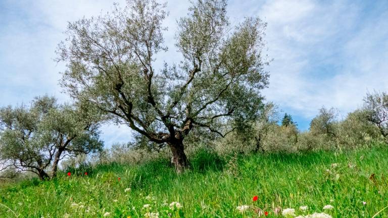 Uliveti in Romagna FOTO MMPH