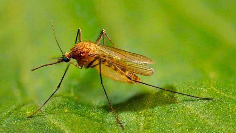 Imola, primo caso di West Nile sul territorio registrato a Casola Canina un 76enne in prognosi riservata